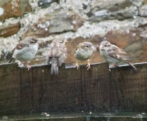 Juvenile House Sparrows