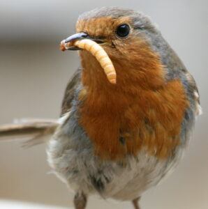 Robin with mealworm