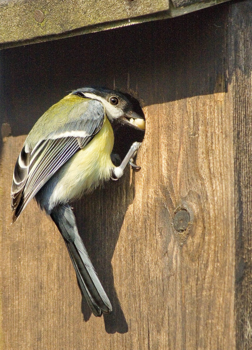 Male Great Tit Feeding Young in Garden Bird Box. Stock Photo
