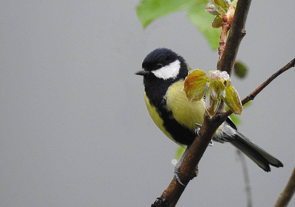 Martin's Birdwatch - Great Tit The Great Tit (Parus major) is a