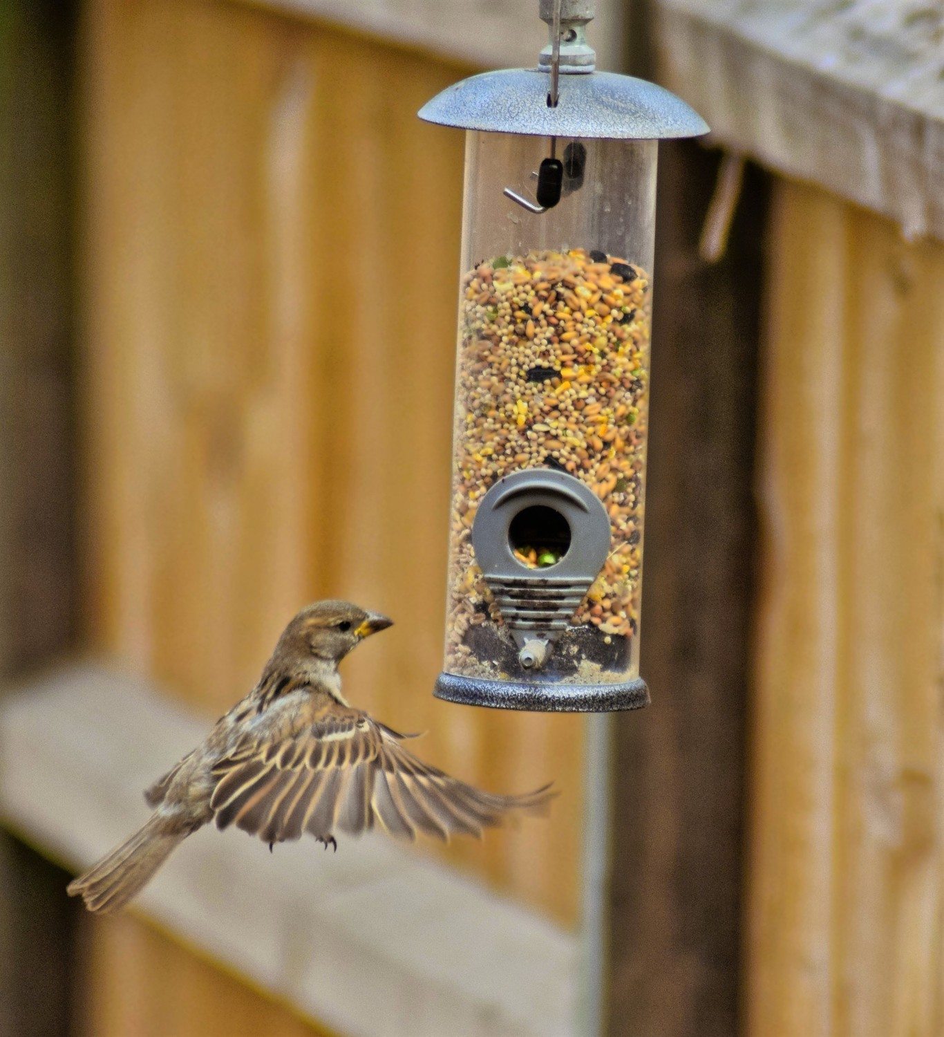 Attracting House Sparrows to Your Bird Feeder